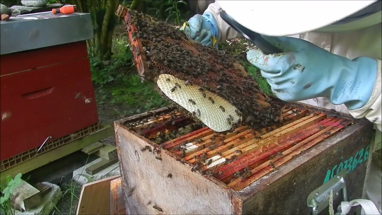 Ruche Voirnot de la forêt abeilles en colère pendant une visite