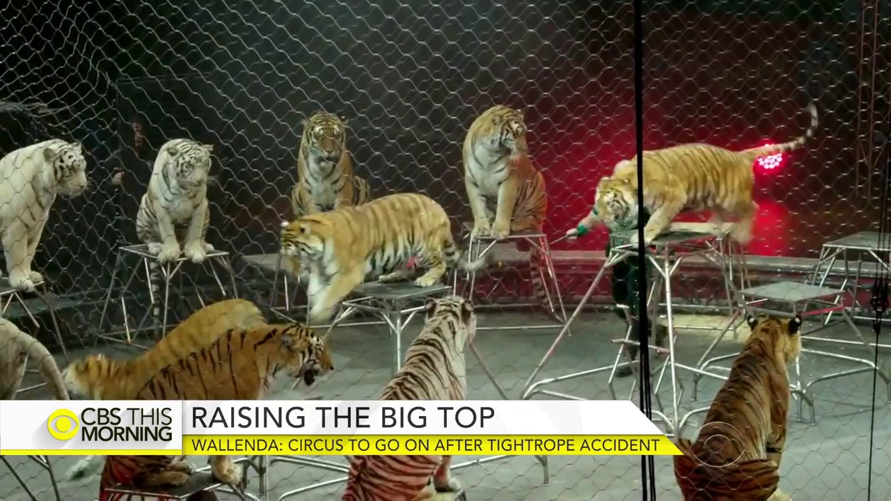 Circus goes on after performers injured in high-wire accident