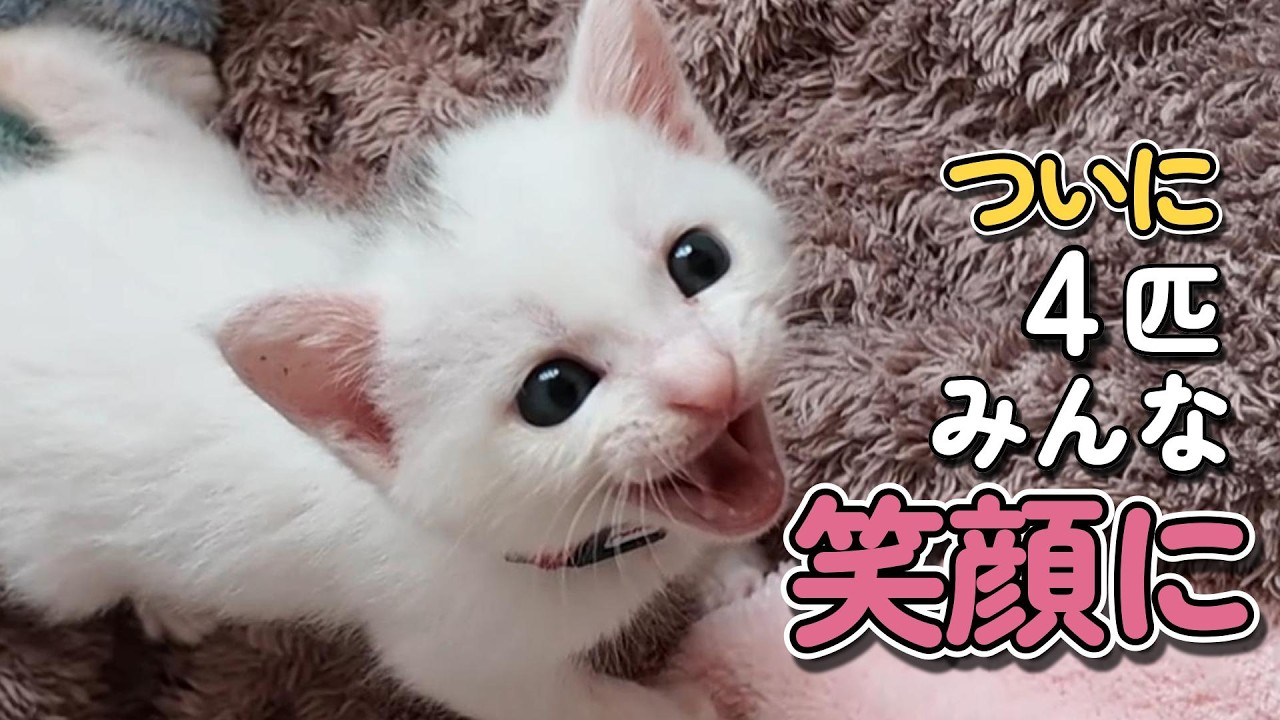 生きられるか心配だった…子猫たち、ついに笑顔【保護猫日記】