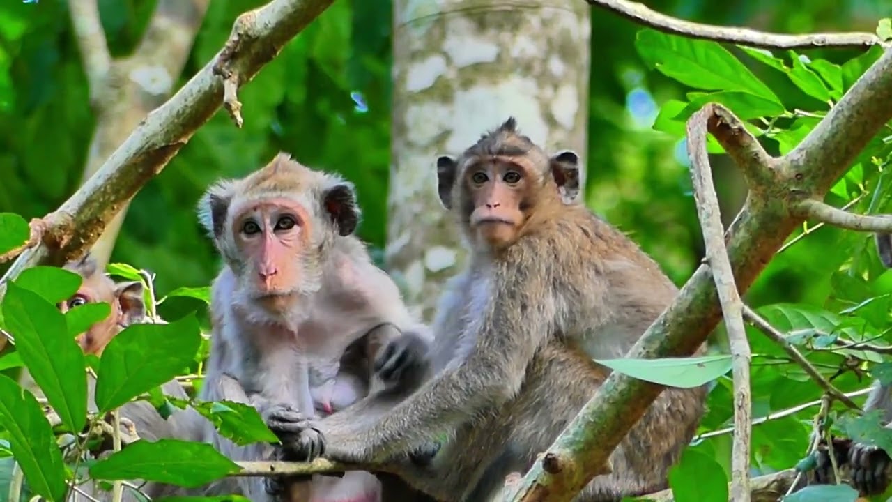 Jades monkey , She lovel child so much and Body Spa for Them every day