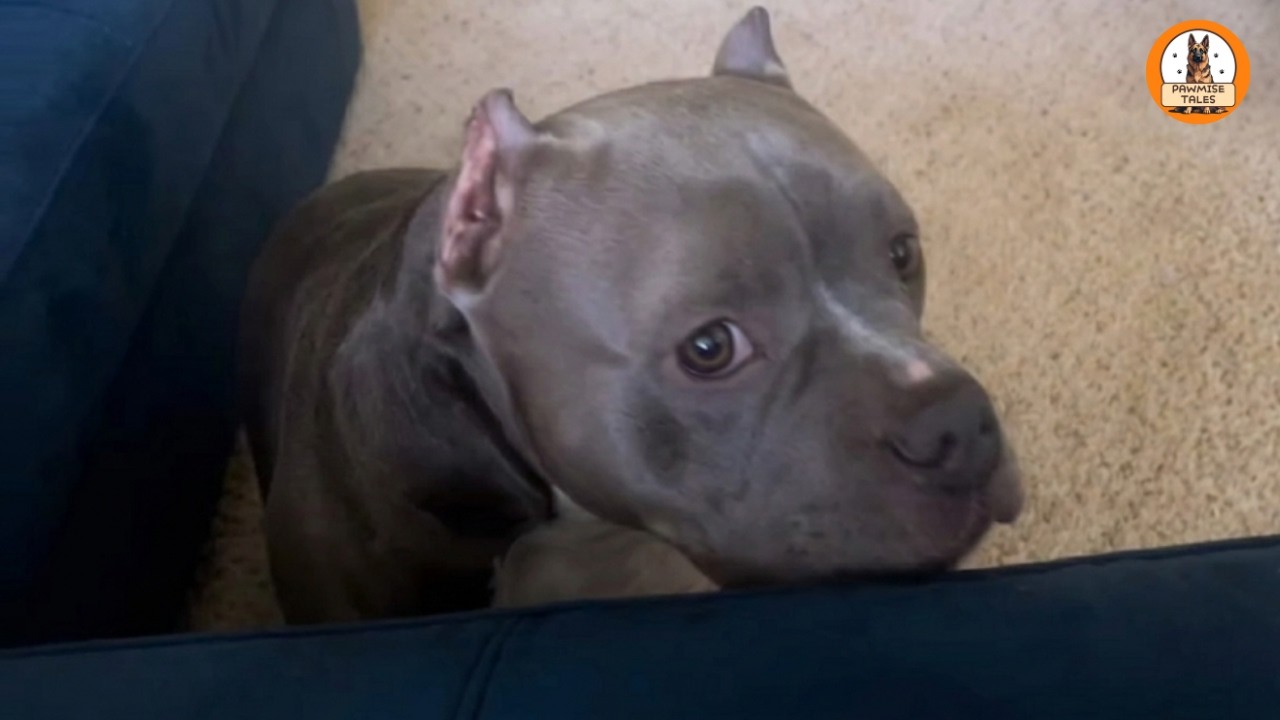 This Rescue Dog Had Already Been a Mom at 2 Years Old — I Wasn’t Ready for This
