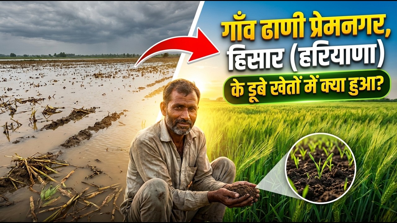 गाँव ढाणी प्रेमनगर, हिसार (हरियाणा) के डूबे खेतों में क्या हुआ? संत रामपाल जी ने ऐसे बदली तस्वीर।