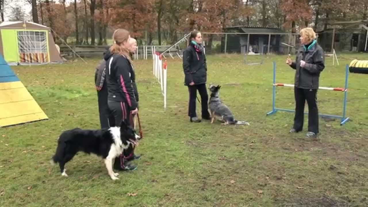Op bezoek bij een hondentraining - Dierenwelzijn in Beeld