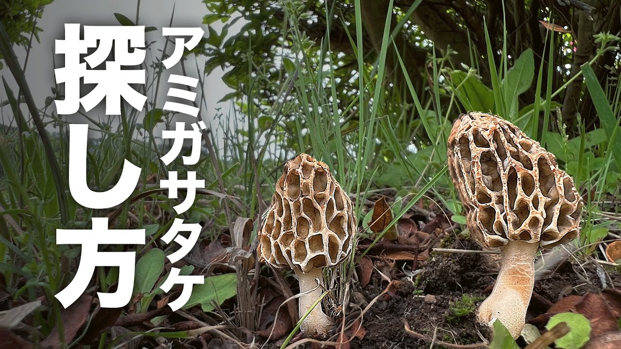 アミガサタケの探し方｜きのこ狩り