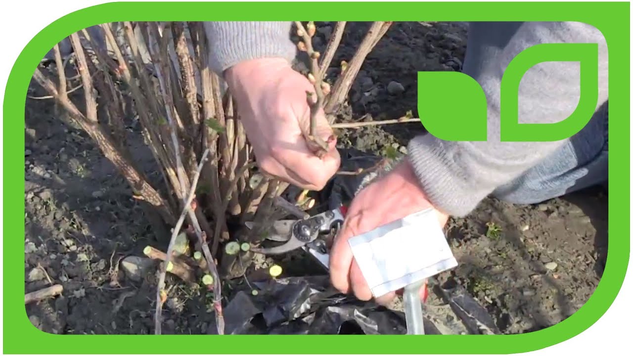 How to prune a black currant bush