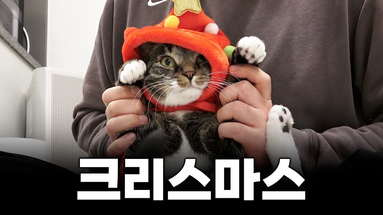 연말은 고양이와 함께...