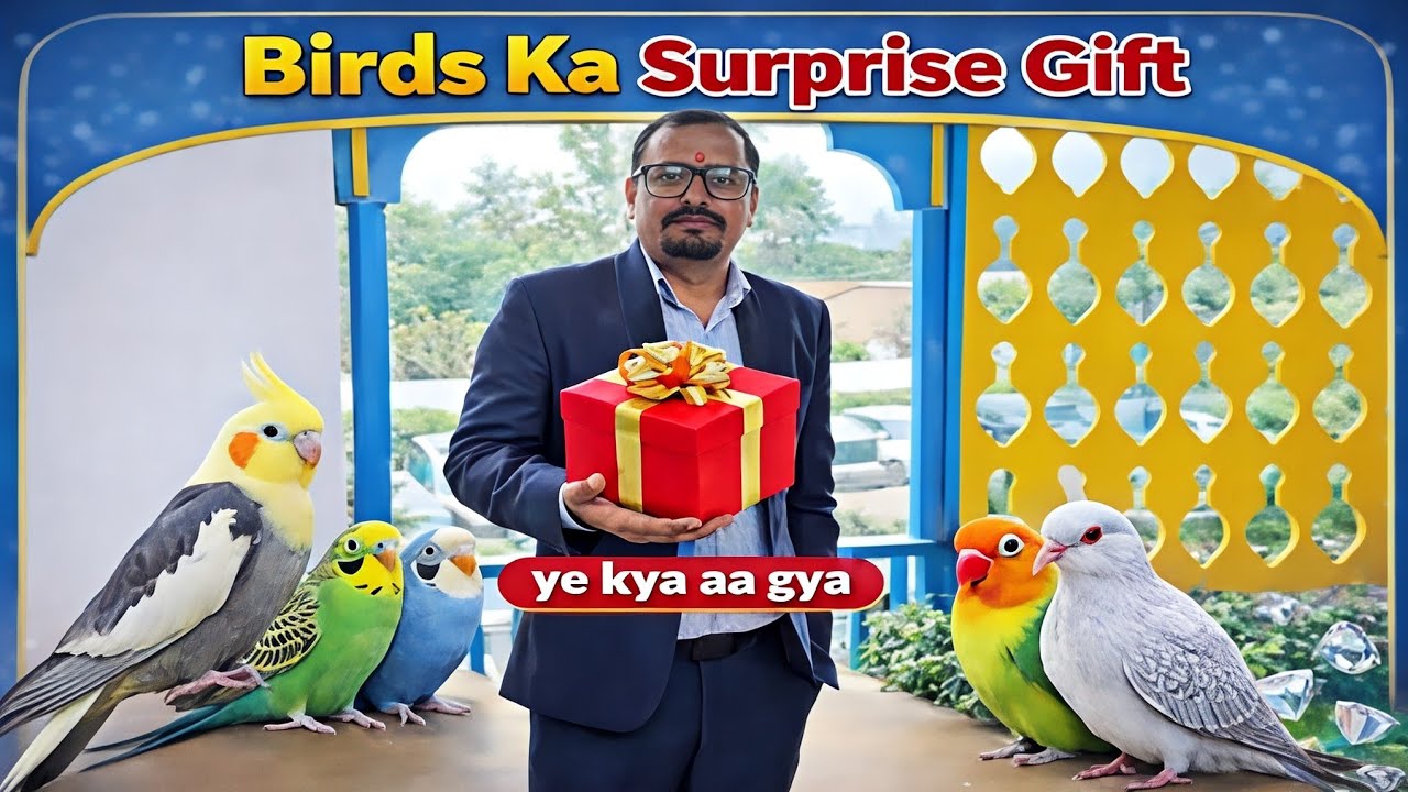 Finally 🤩 Birds K Liye Aaya  Surprise Gift 🎁 #gift 