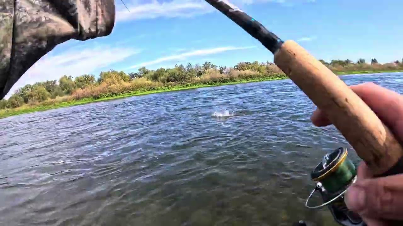 Accidentally Hooking Something Big | Steelhead Fishing (Catch and Cook)