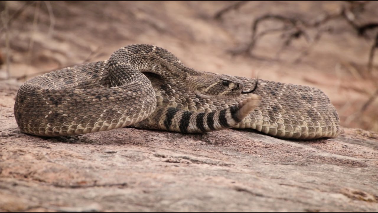 Sweetwater Rattlesnake Roundup 2017