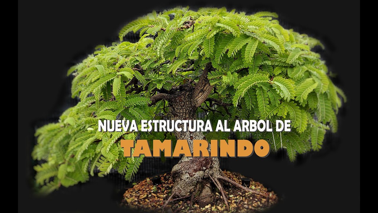 DISEÑO BONSAI DE TAMARINDO