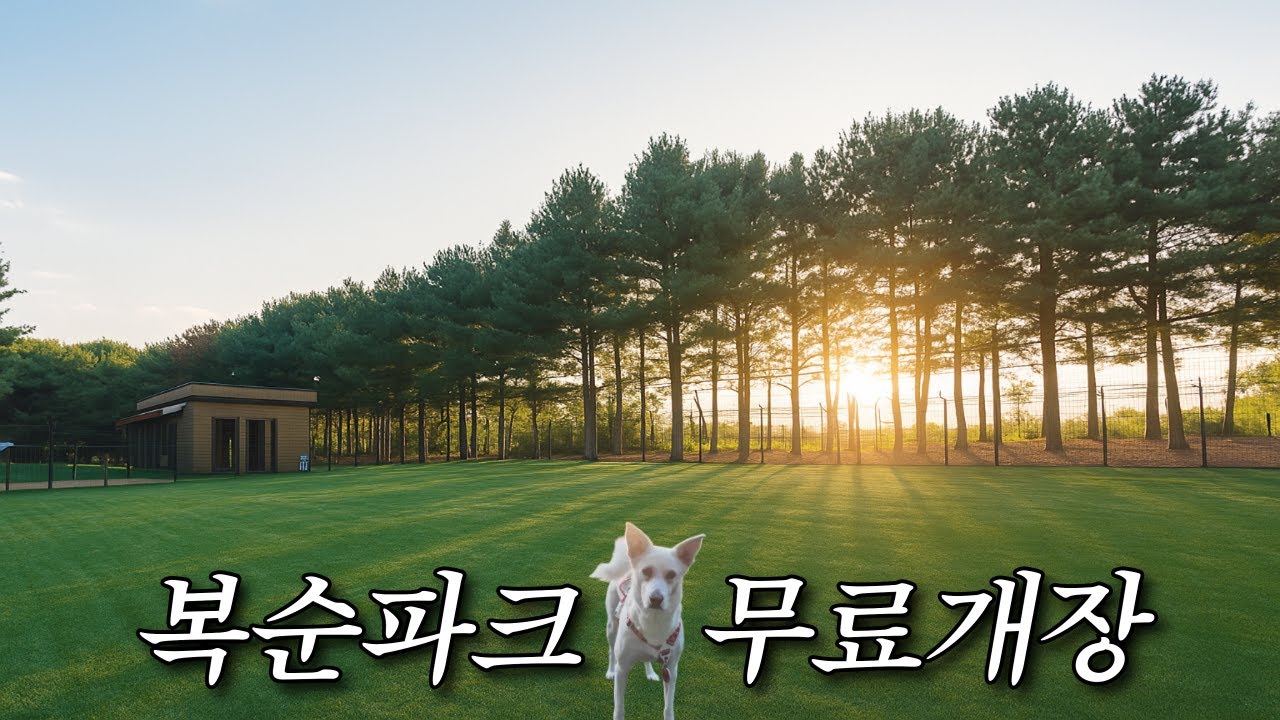국내 최고 반려견 놀이터 복순파크 오픈했어요 놀러오세요