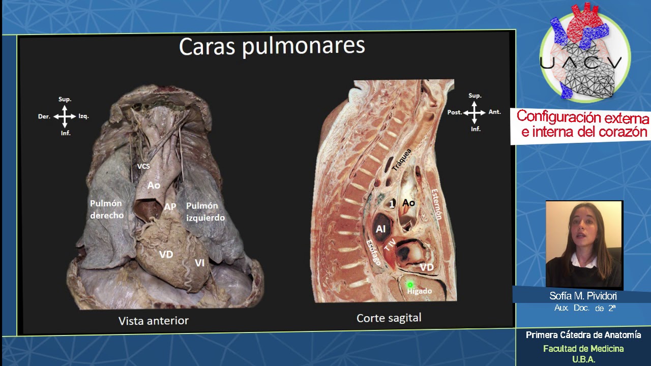 CARDIOANATOMÍA: Configuración cardíaca | Aux. Doc. Pividori | UACV