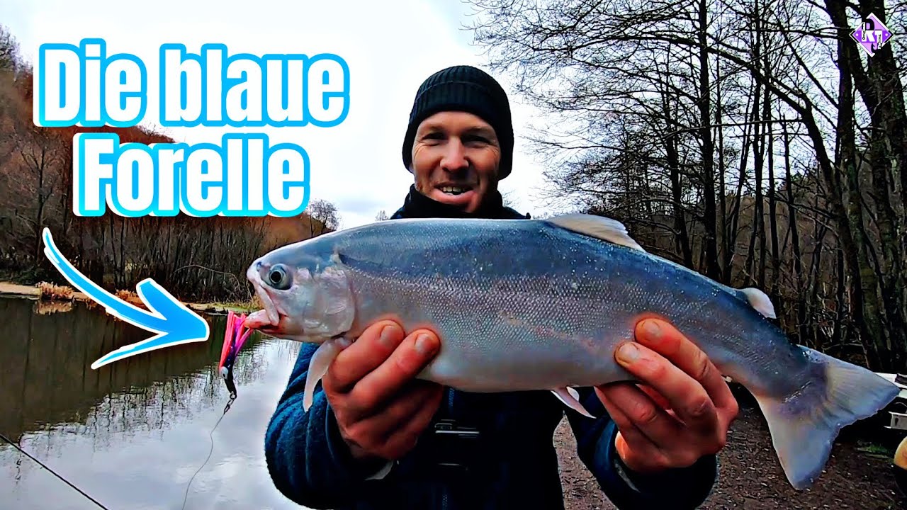 Die Blaue Lachsforelle aus Wadrill / Forellenangeln in Februar