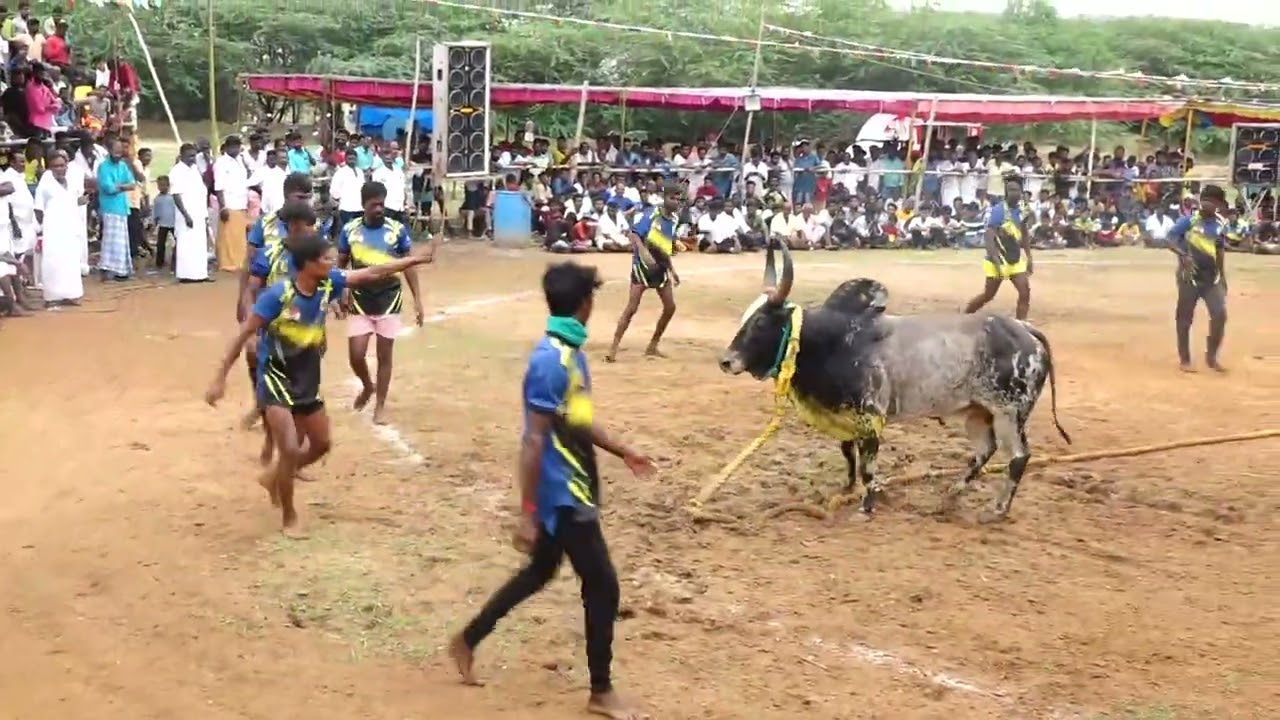 கருப்பாயூரணி அய்யன்பாண்டி பாண்டிச்சாமி குழு வீரர்கள் Vs கோட்டநத்தம்பட்டி திருப்பதி தேவர் காளை