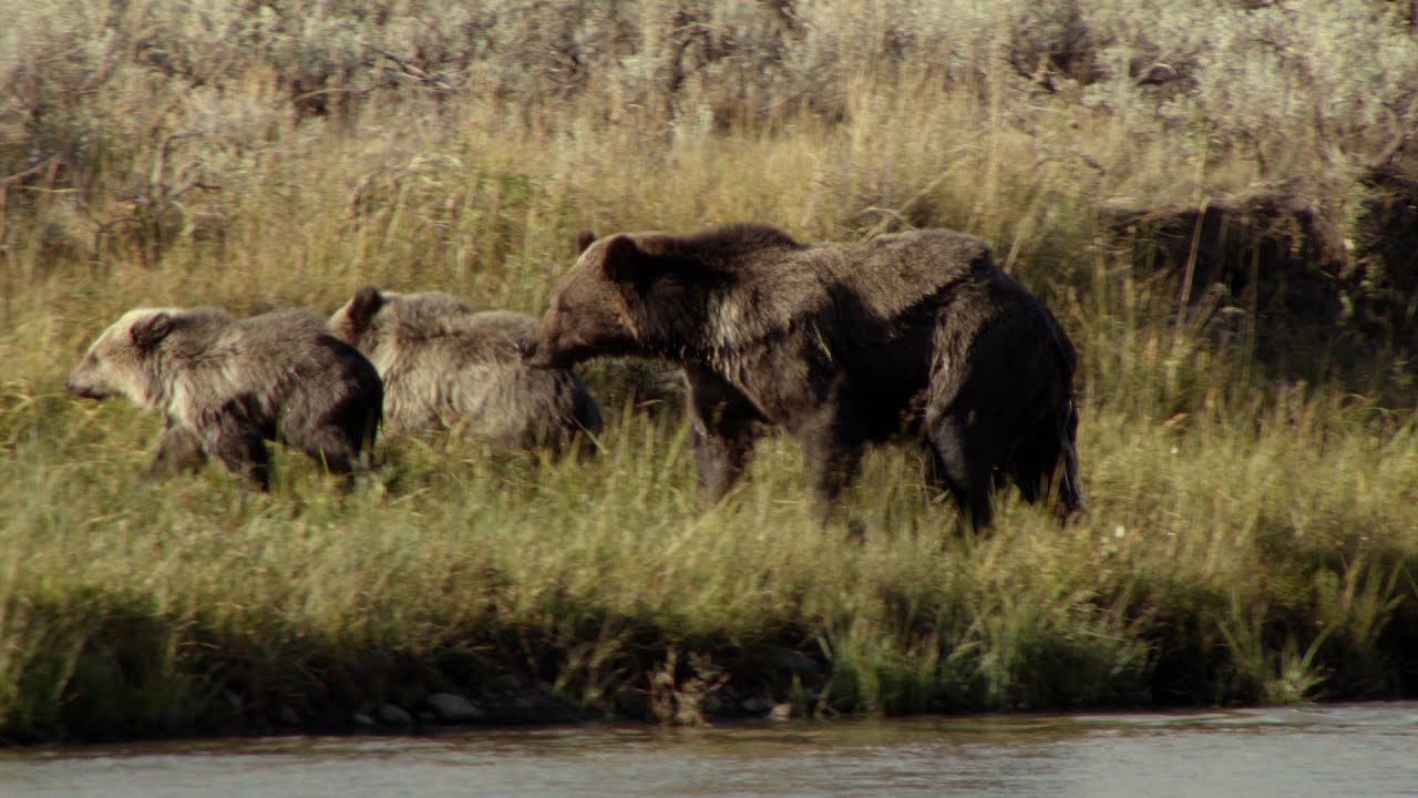 Una mamma orso davvero tosta