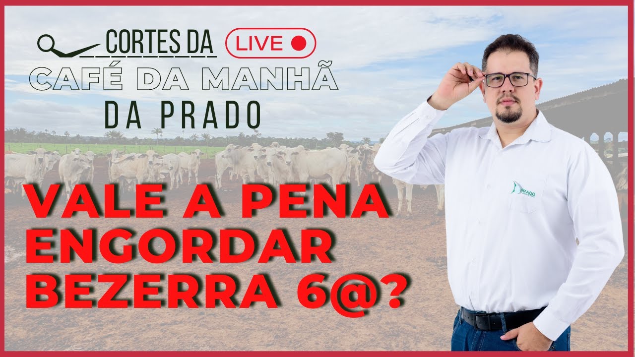 Engordando BEZERRA 6@ em 12 meses: olha a lucratividade