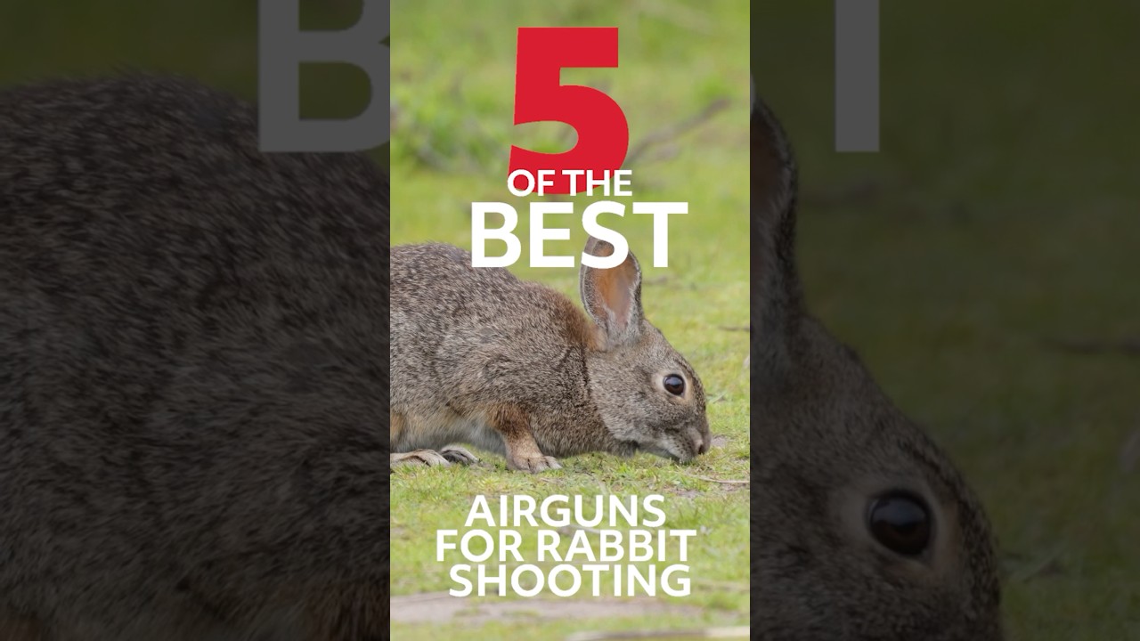 Best Rabbit Gun? We Explore 5 Top Contenders!