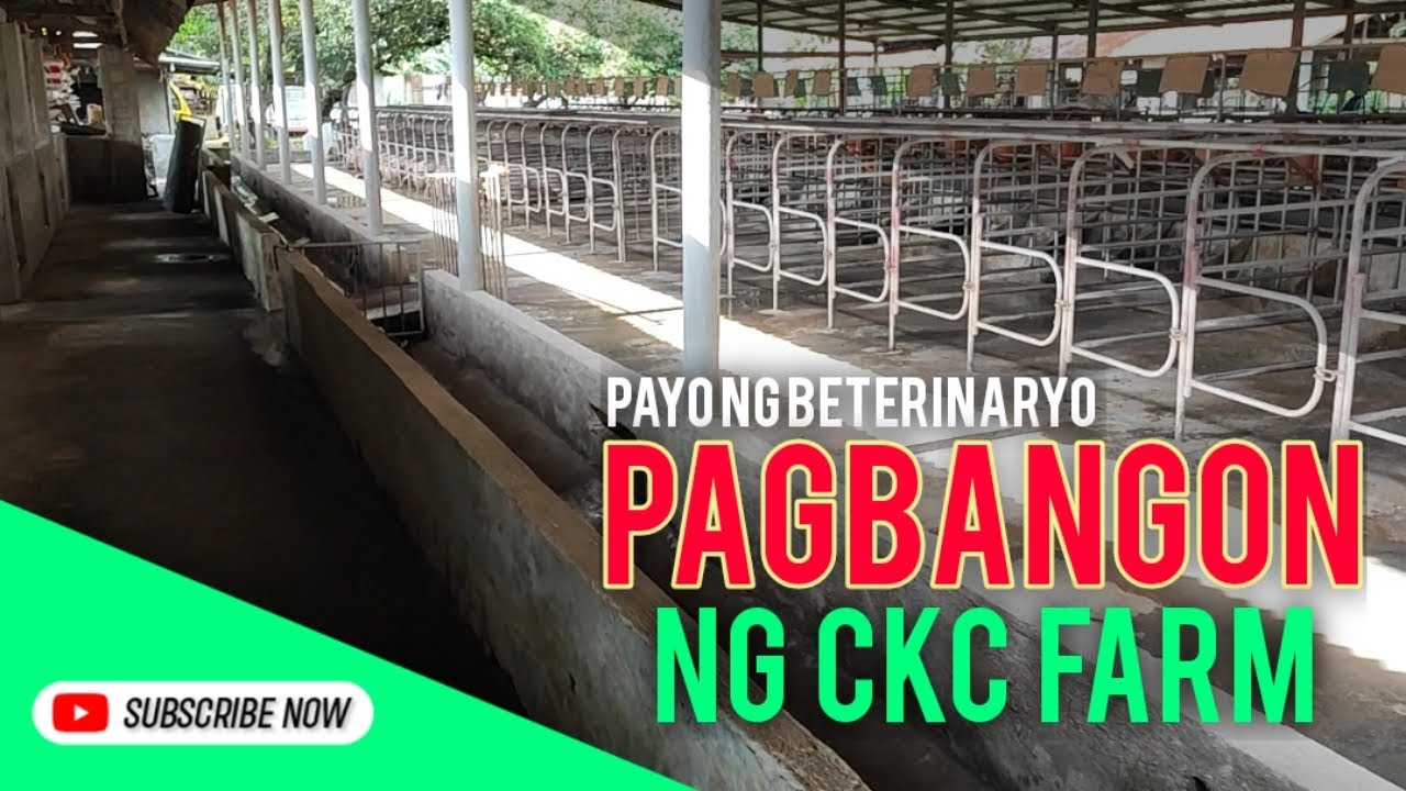 Marami na uling Inahin na Baboy sa CKC farm