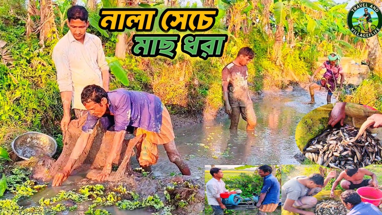 নালা সেচে মাছ ধরা।।প্রচুর শোল, শিং,কই ও টাকি মাছ পেলাম।গ্রামীণ মাছ ধরার ভিডিও Travel and Villagelife