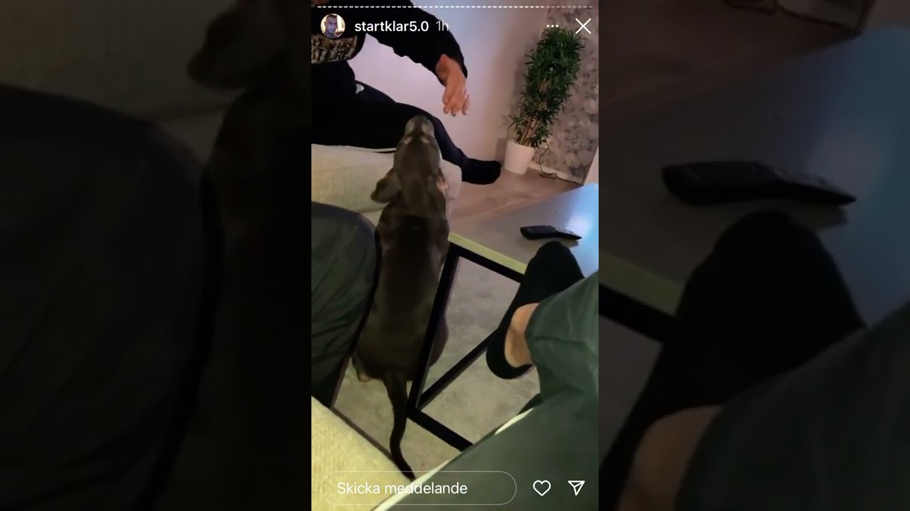 Andreas startklar får utbrott på en hund