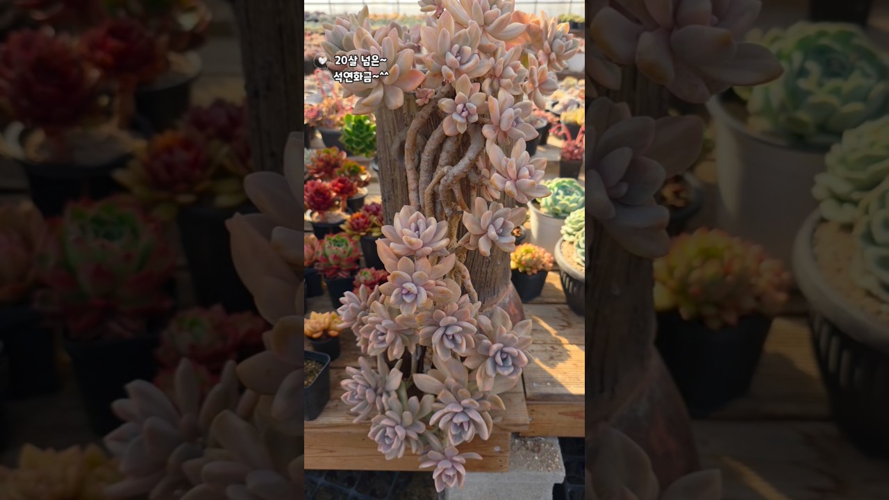 세월이 말해주는 석연화금~~멋지다~~👍👍👍우리모든어머님들도 멋지십니다~최고👍👍👍행복한하루되세요 ♡❤️ #다육식물