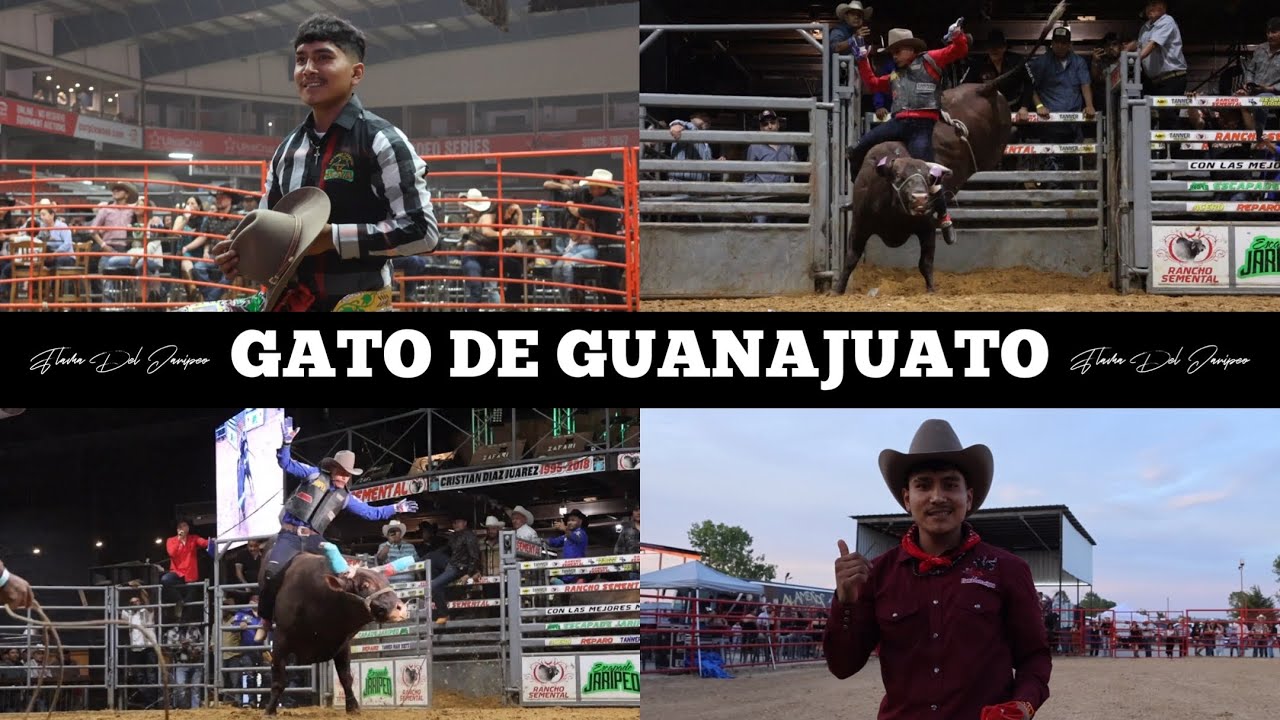 12 Montas Del Gato De Guanajuato