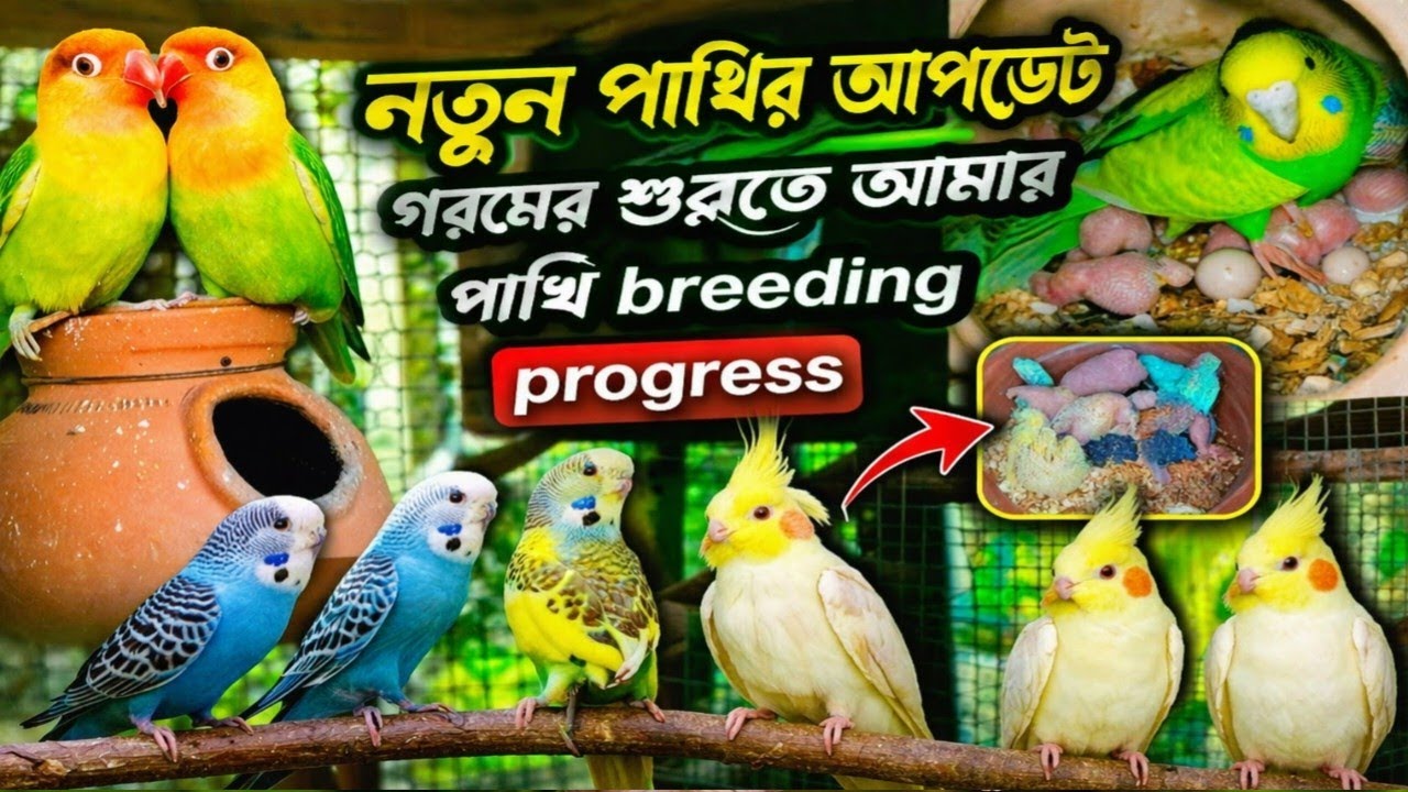 My Bird breeding progress। budgies Bird breeding progress #birds @Pigeonlover3917 