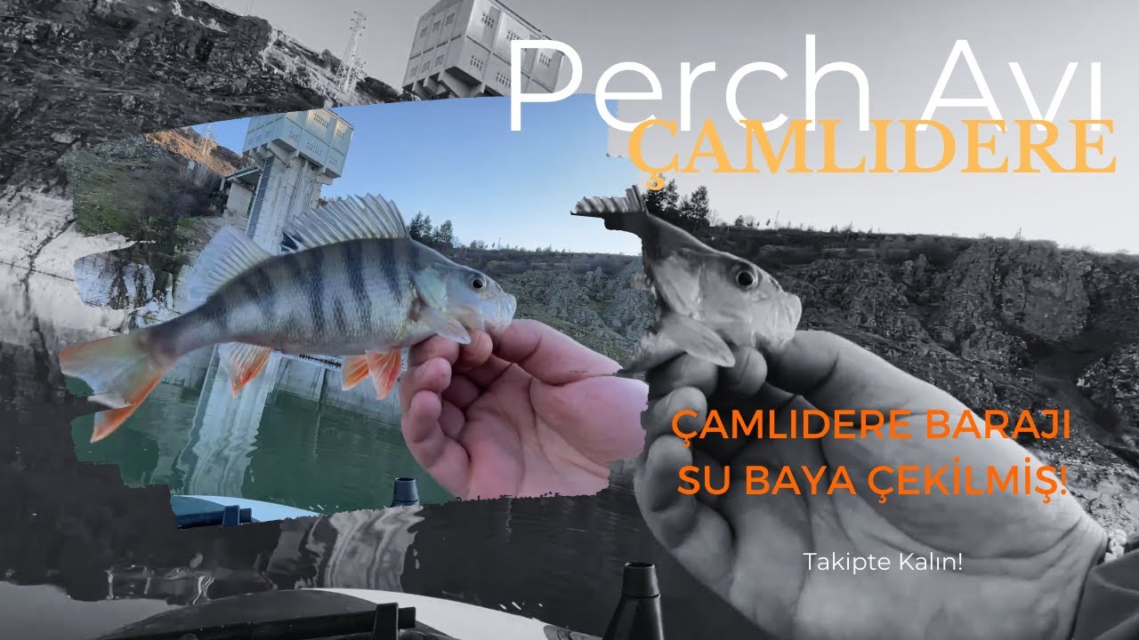ÇAMLIDERE PERCH AVI / SULAR BAYA ÇEKİLMİŞ 26.01.2025