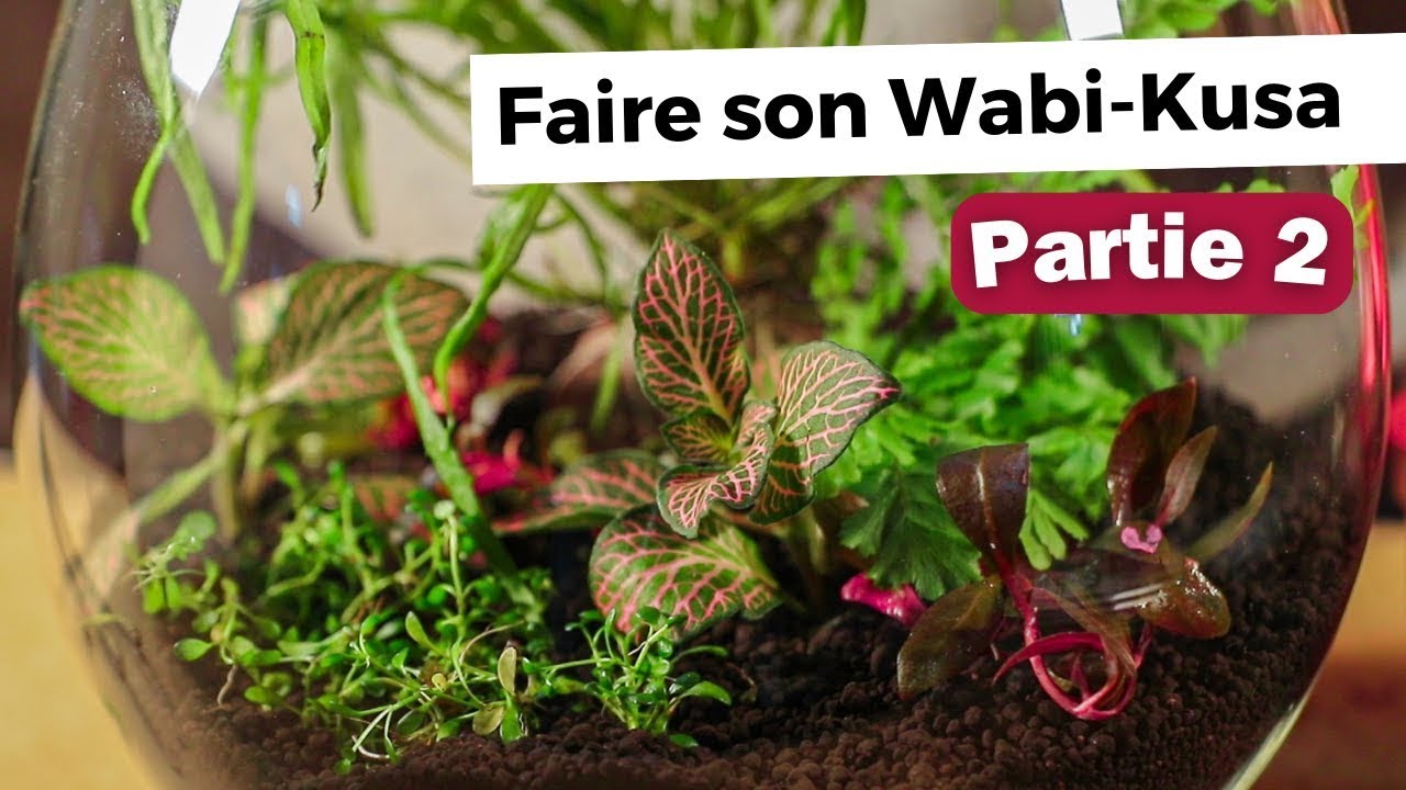 COMMENT RÉALISER UN WABI-KUSA QUAND ON EST DÉBUTANT ? | AQUABOTA