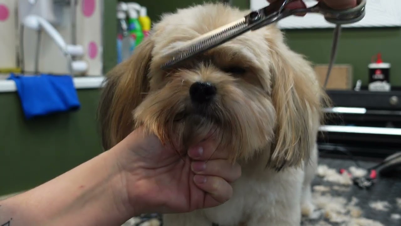 dog grooming tutorial on a yorkiepoo