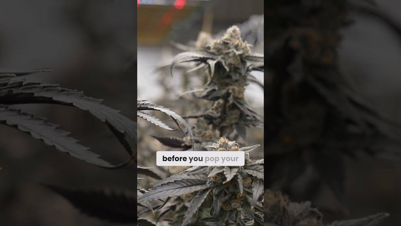 Are You Making This Big Mistake When Growing Plants?
