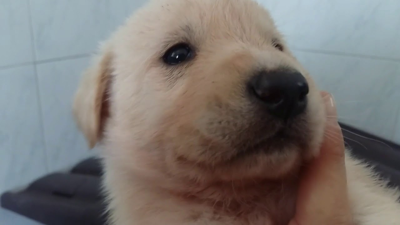 E CON GIUGNO, ARRIVANO NUOVE CUCCIOLATE.....