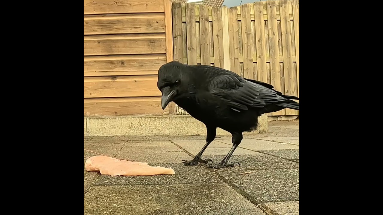 Серьёзная дамочка)) #crow #ворона #птицы #наблюдение