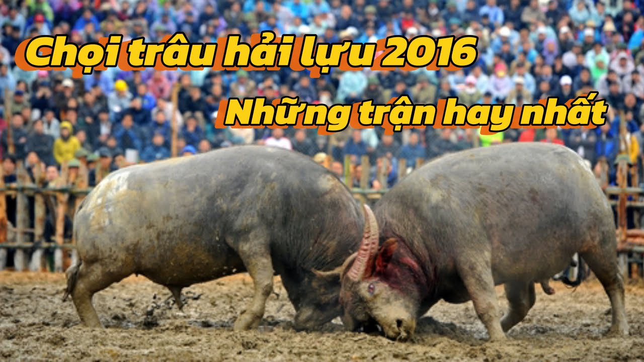 Nhìn lại Vòng chung kết Lễ Hội Chọi Trâu Truyền Thống Xã Hải Lựu Năm 2016