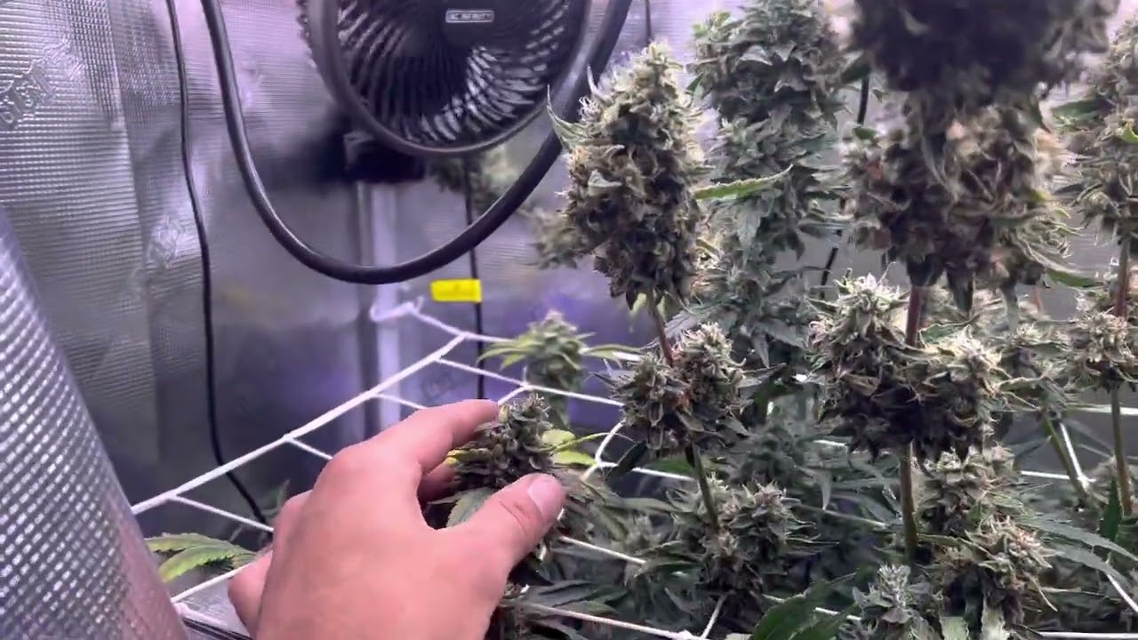 Mid Week 7 Flower Under The Kind Led X420, Environmental control