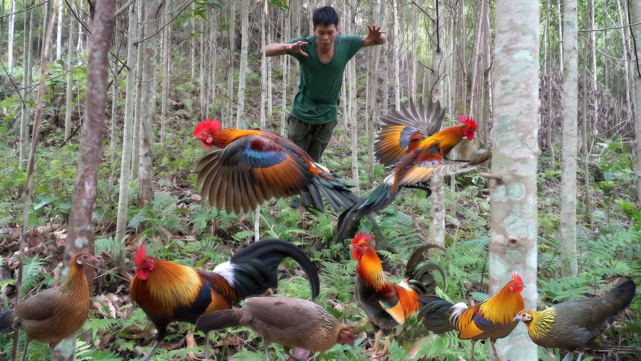 Survival in the wild, visit chicken traps, sharp thorns left by wild animals with prickly hair