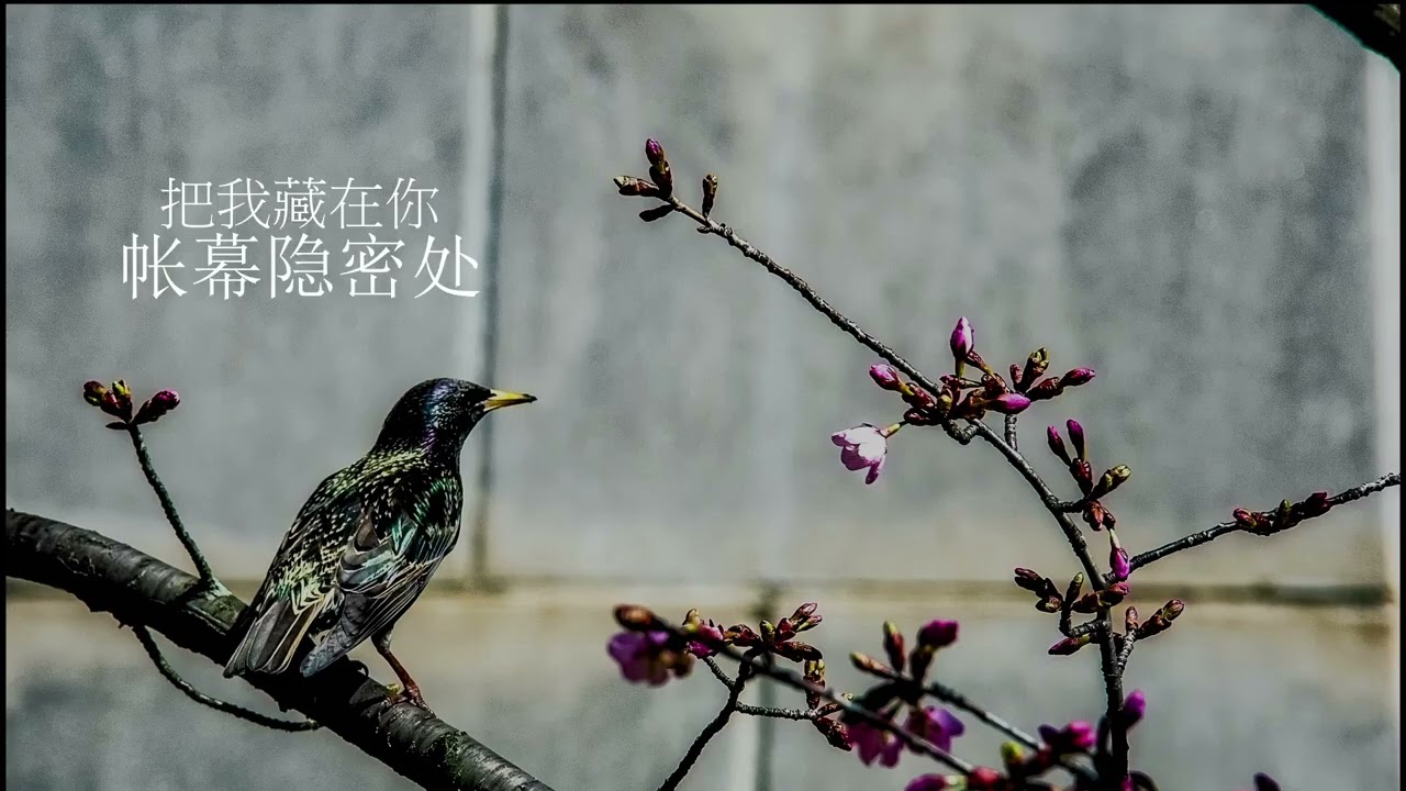 耶和华我寻求你