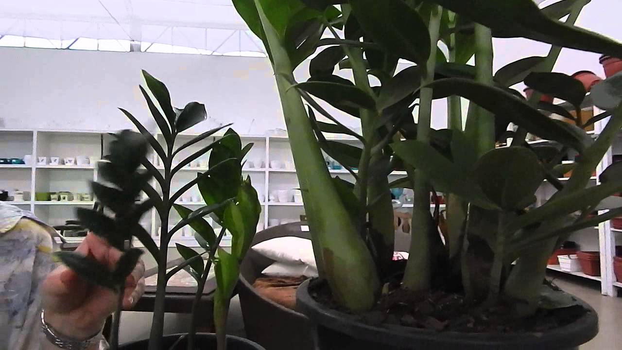 Mondini Plantas: Como cultivar a Zamioculca