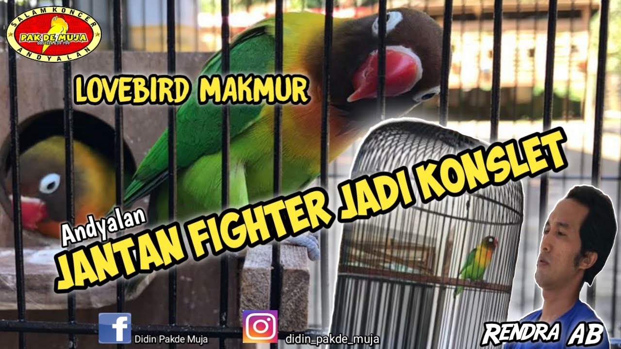 PROSES JANTAN FIGHTER JADI KONSLET