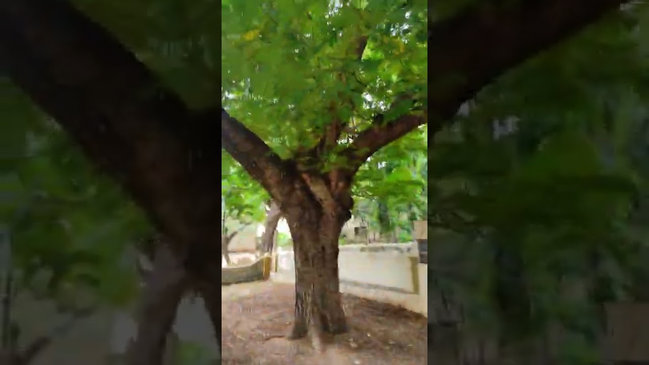 LIC quarters kadapa
