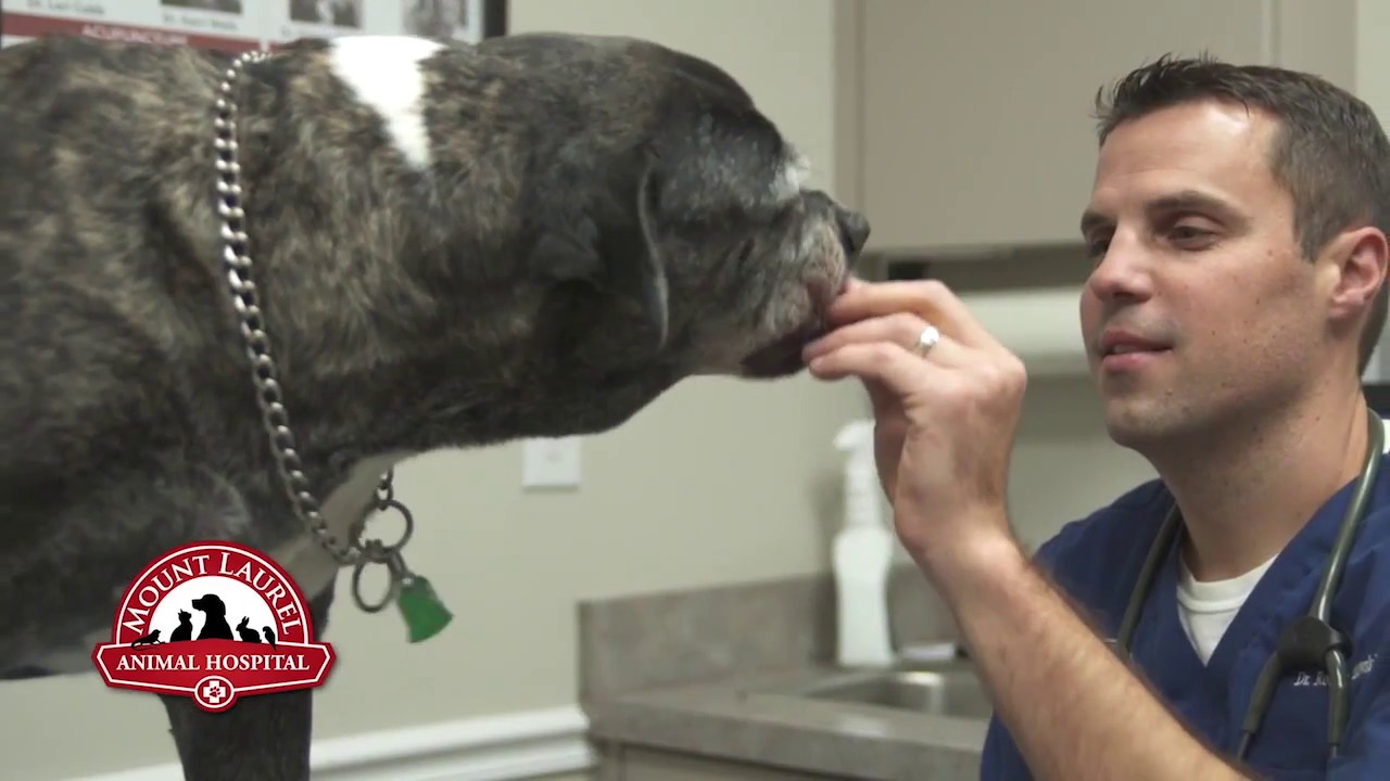 About Mount Laurel Animal Hospital