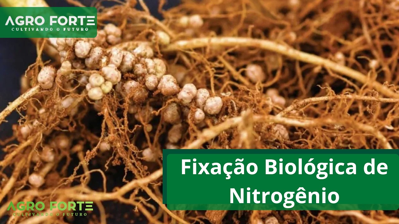 Fixa&ccedil;&atilde;o Biol&oacute;gica de Nitrog&ecirc;nio (FBN)