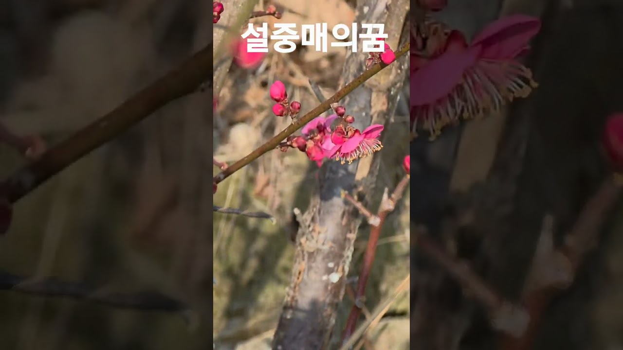 설중매의 꿈