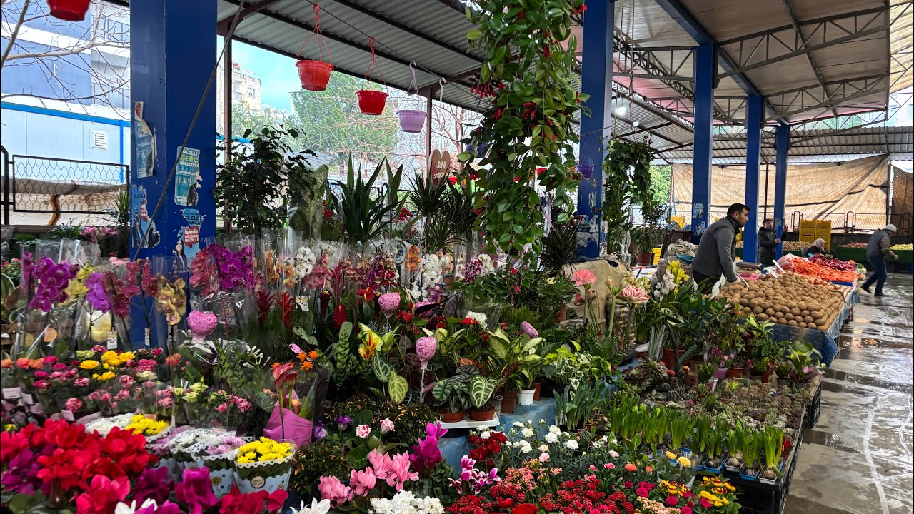 Şubat 2026 Aydın Nazilli #keşfet #kesfetteyiz #05061114721 #kargo #garden #Cumartesi pazarı #çiçek #