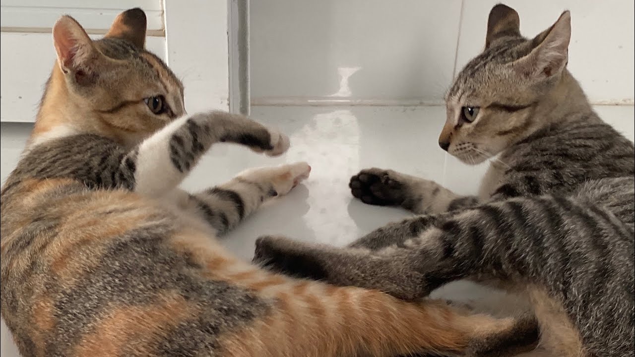 Cute kittens climbing and playing around, adorable cat videos.