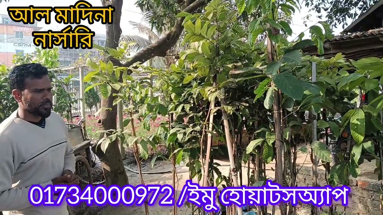 মালয়েশিয়ান ফল রামবুটানের বাগান লাগান কলম করা ৩৬ পিচ চারা ডেলিভারি যশোরে যোগাযোগ 01734000972/imo/wh