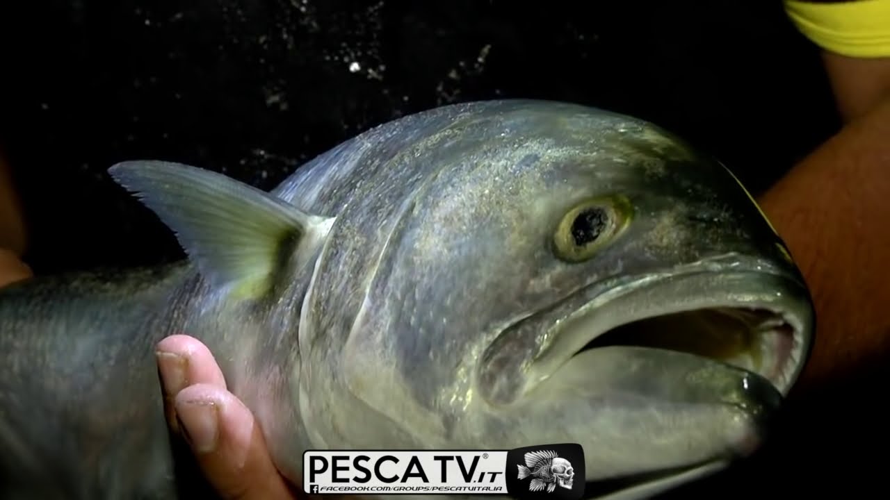 PESCI SERRA: Spiegazione di COME PESCARLI con le CANNE da pesca a SURFCASTING + fili | Pesca TV