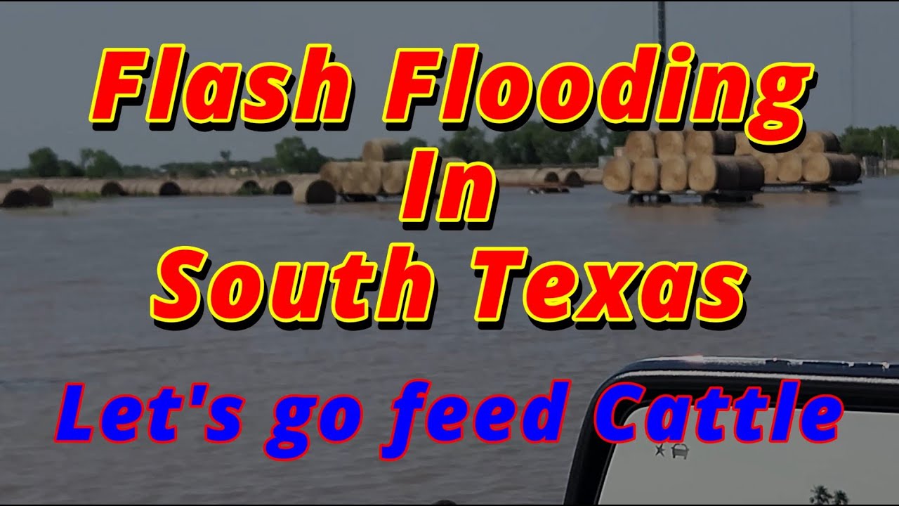 Flash Flooding in South Texas and Feeding Cattle
