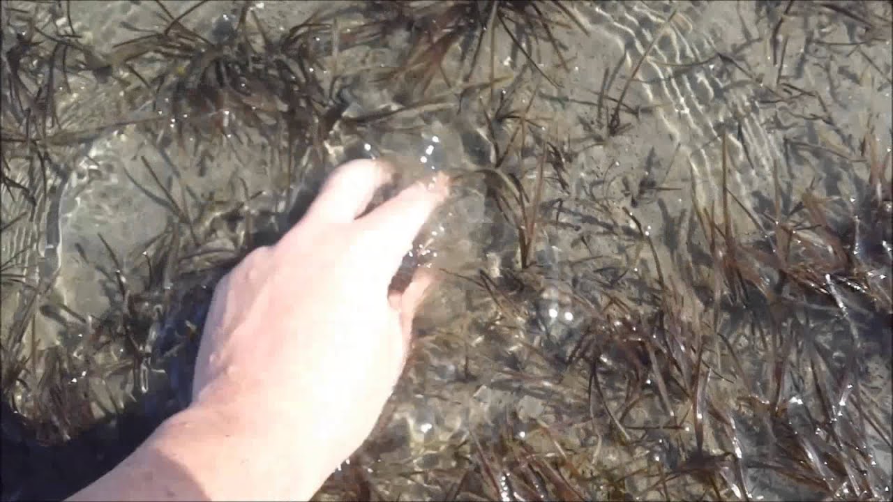 cockle picking
