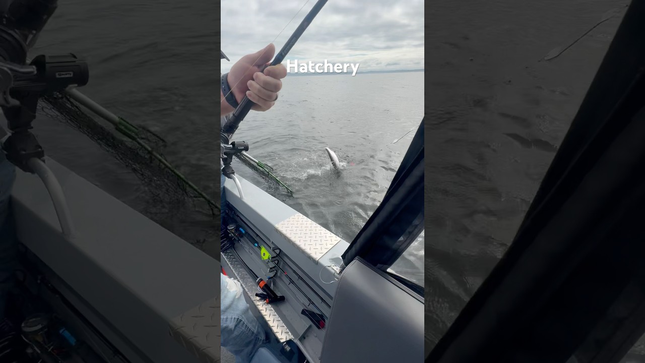 Hatchery in the box #trending #fishing #pnw #shorts #fyp #salmon #boat #rodeo #oregon